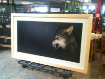 flach.wolf